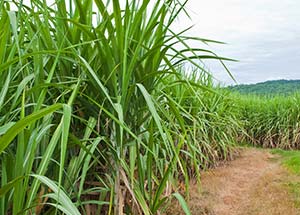 Everything you Need to Know About Elephant Grass